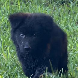 Pink - Black female German Shepherd puppy in Bradley County, Tennessee from Chestuee German Shepherd