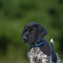 German Shorthaired Pointer and Vizsla Puppies from Nosam Kennels