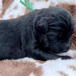 Green collar - Black tri male Miniature Australian Shepherd puppy in 32046, Florida from River Hill Ranch