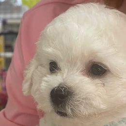 Gum Drop - Bichon Frise puppy from Happy Tails Bichons