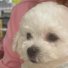 Gum Drop - Bichon Frise puppy from Happy Tails Bichons