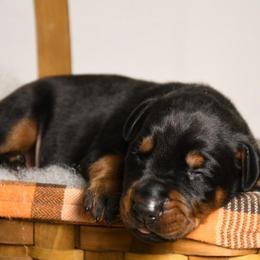 Boy 3 - Black and rust male Doberman Pinscher puppy in Overton, Texas from Obsidian Kennel