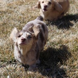 Dachshund Puppies from Rylie Stovall