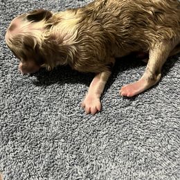 Aussiedoodle Puppies from Creek Bend Farm