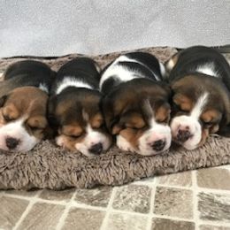 Beagles from Debra's Beagles