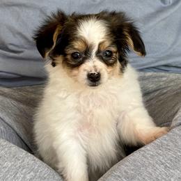 Peanut - White black and tan female Papillon puppy in Boardman, Ohio from Taliaferro Kennel