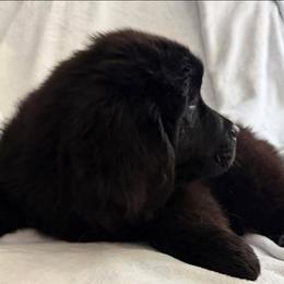 BIG - Black male Newfoundland puppy in Quaker City, Ohio from Country Magik