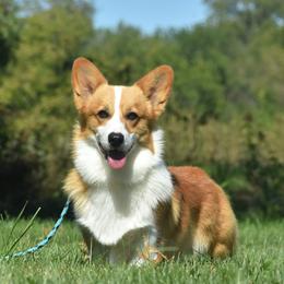Oakley - Pembroke Welsh Corgi