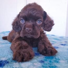 Cocker Spaniel Puppies from Top Notch Sporting Dogs