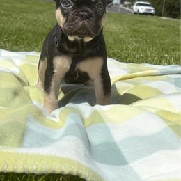 Gaston - Liver male French Bulldog puppy in Wolf Creek, Oregon from Dejah Bleu Bulldogs