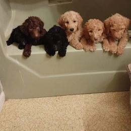 Poodle Puppies from Polly Wally Doodles and Poodles