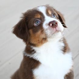 MISS MOLLY RTF - Red tri-color female Miniature American Shepherd puppy in Pasco, Washington from ROCK CREEK LABRADORS Pasco, WA