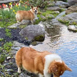 Pembroke Welsh Corgis from Sterlings