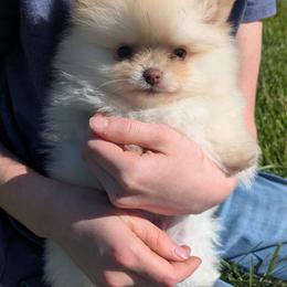 Peanut-Blue - Cream male Pomeranian puppy in Westphalia, Kansas from Prairie Ridge Kennel