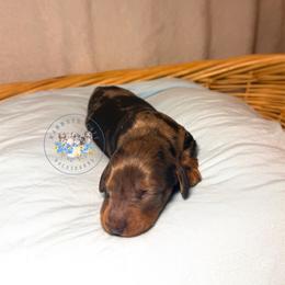 Donald - Dapple male Dachshund puppy in Cave City, Kentucky from Mammoth Cave Dachshunds