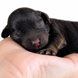 Rolo - Chocolate male Cavapoo puppy in Ville Platte, Louisiana from The Barkery