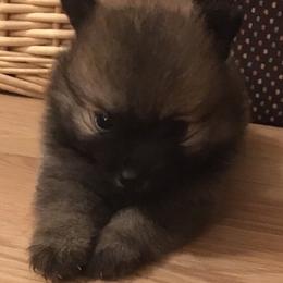 Pomeranian Puppies from Jonna's Poms