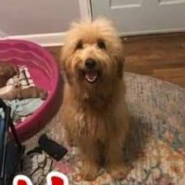 Honey - Goldendoodle