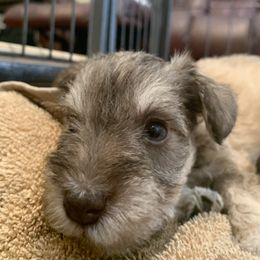 Miniature Schnauzer Puppies from Magnolia Schnauzers