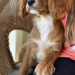 Cavalier King Charles Spaniel Puppies from Sunflower Cavaliers