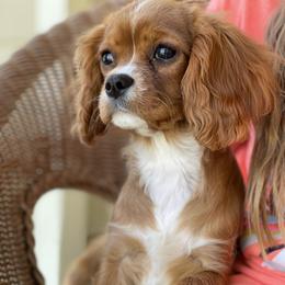 Cavalier King Charles Spaniel Puppies from Sunflower Cavaliers