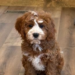 Cavapoo and Coton de Tulear Puppies from Big Gulch Puppies