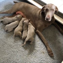 Weimaraner Puppies from Sterling Hill Weimaraners