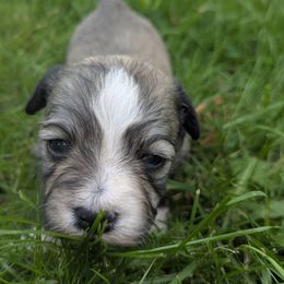 Amos - Fawn male Havanese puppy in Zanesville, Ohio from Charlotte Landry