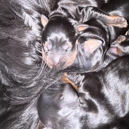 Boy 2 - Black and tan male Gordon Setter puppy in Luttrell, Tennessee from Whistler's Farm