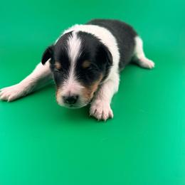 Kootie - Black & tan female Toy Shetland Sheepdog puppy in Leavenworth, Washington from Better Than Best Farm