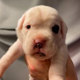 Lil Bruiser - White male Boxer puppy in Butler, Pennsylvania from Schaible's Boxer Huddle