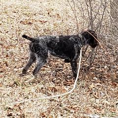 German Wirehaired Pointer Puppies from Backwoods Kennels