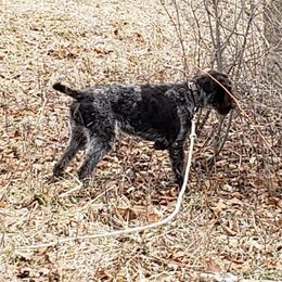 German Wirehaired Pointer Puppies from Backwoods Kennels