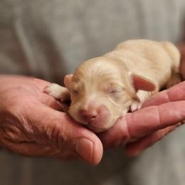 Olive Blue Collar Male - Cream male Dachshund puppy in Trade, Tennessee from TN Miniature Dachshunds & Basset Hounds
