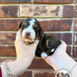 O'hara - Brown and white female Bernedoodle puppy in Owasso, Oklahoma from Kallams Bernedoodles & Bernese Mountain Dogs