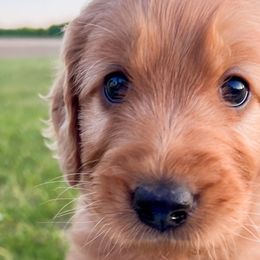 Fern - Red  Goldendoodle puppy in Amery, Wisconsin from Cornerstone Kennels