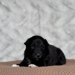 Ruffles - Black tri-color male Australian Shepherd puppy in Argyle, Iowa from Country Time Kennels