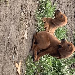 Black and Tan Coonhound, Redbone Coonhound, and Treeing Walker Coonhound Puppies from Foster Creek Coonhounds