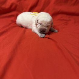 Yellow collar - Yellow female Labrador Retriever puppy in Buckeye, Arizona from Wranglin Farms