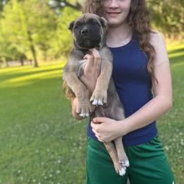 Brown collar - Fawn female Cane Corso puppy in Opelousas, Louisiana from Azelees Cane Corso