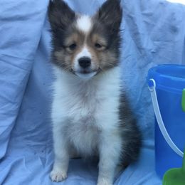 Shetland Sheepdogs from Hanna Farm Shelties