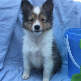 Shetland Sheepdogs from Hanna Farm Shelties