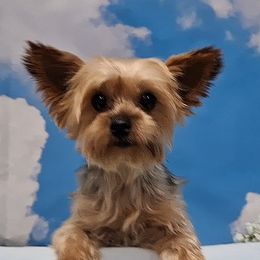 Tana - Yorkshire Terrier