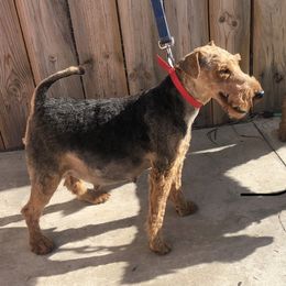 Nita - Welsh Terrier