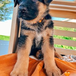 German Shepherd Puppies from Sand Hill Shepherds & Setters