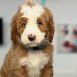 Teal-nugget - Red male Bernedoodle puppy in Yuciapa, California from AlltheDoodlez_