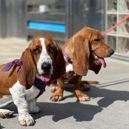 Basset Hound Puppies from Howlin Hounds