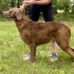 Rooney - Brown male Chesapeake Bay Retriever puppy in Houston, Texas from Monarch Chesapeakes