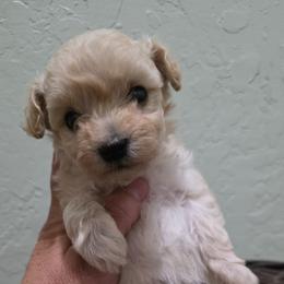 Lou lou - Cream female Maltipoo puppy in Mena, Arkansas from Belle Ball Puppies