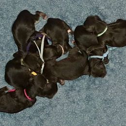Hot Pink - Chocolate male Yorkipoo puppy in Martin, Tennessee from Danza Bolo